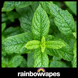 Spearmint Cloud Chaser E-Liquid 60ml by Rainbowvapes