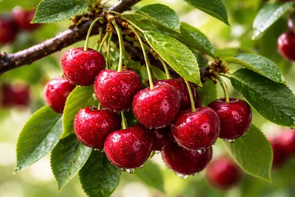 Close-up of ripe red cherries on a tree branch with green leaves, representing cherry flavoured e-liquid.